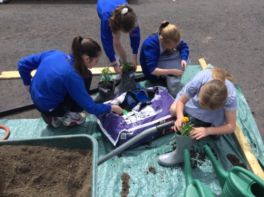 P7 Graduation - Planting in wellies