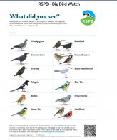 RSPB Big Bird Watch